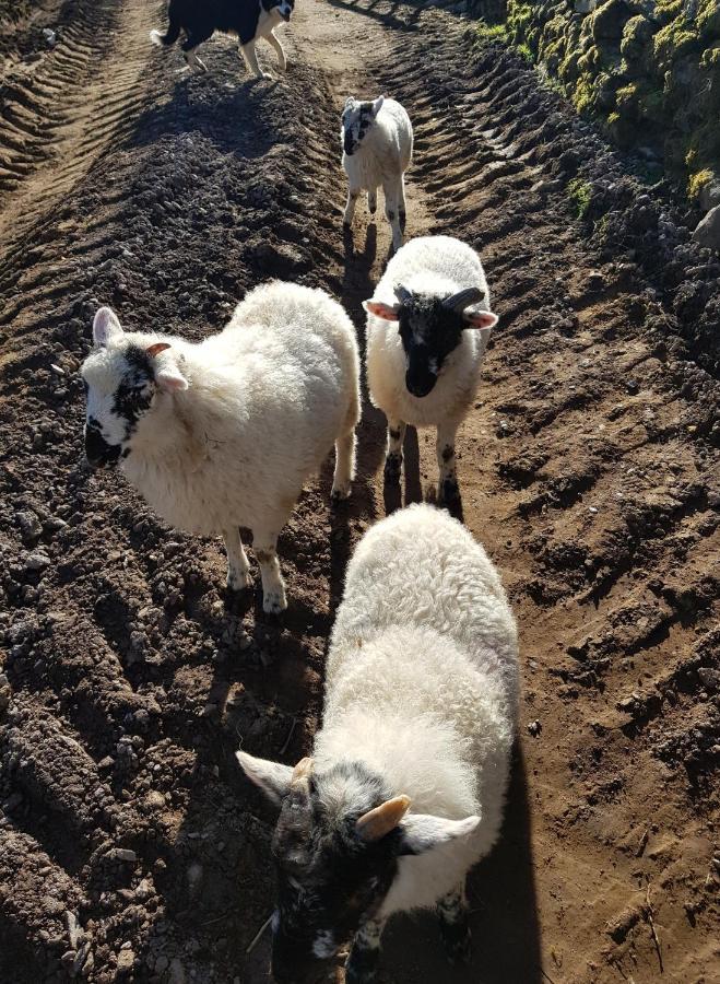 Shadow River Farm Annascaul Ngoại thất bức ảnh