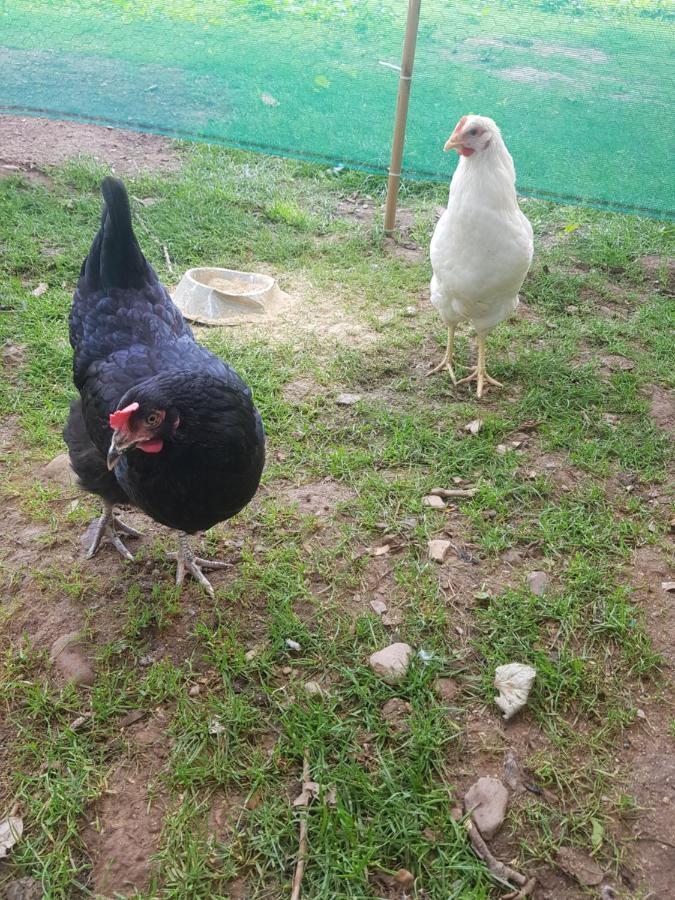 Shadow River Farm Annascaul Ngoại thất bức ảnh